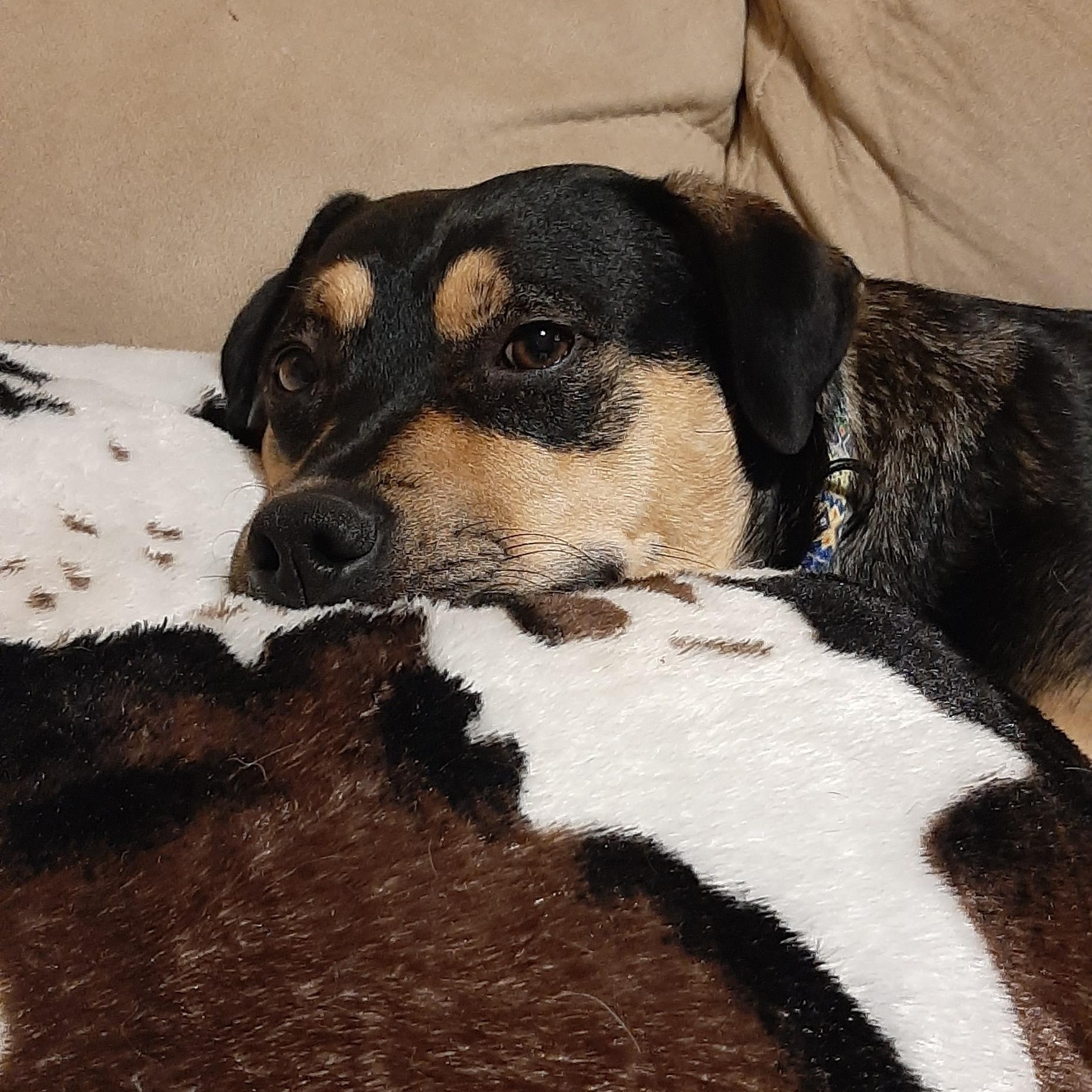 Enlarge Freckles, an adoptable Mixed Breed in Saskatoon, SK image 3/6