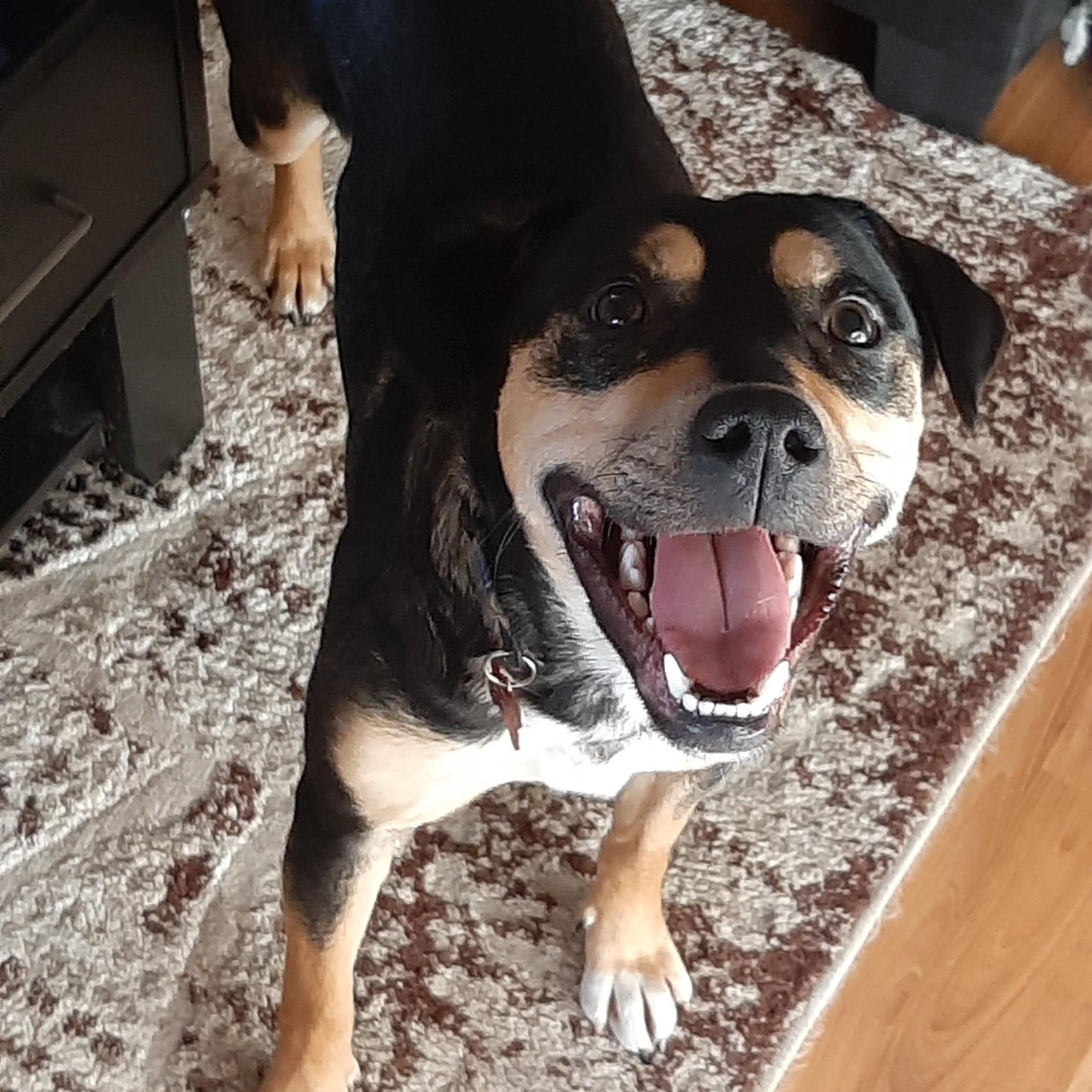 Freckles, a Adoptable Mixed Breed in Saskatoon, SK image 5/5