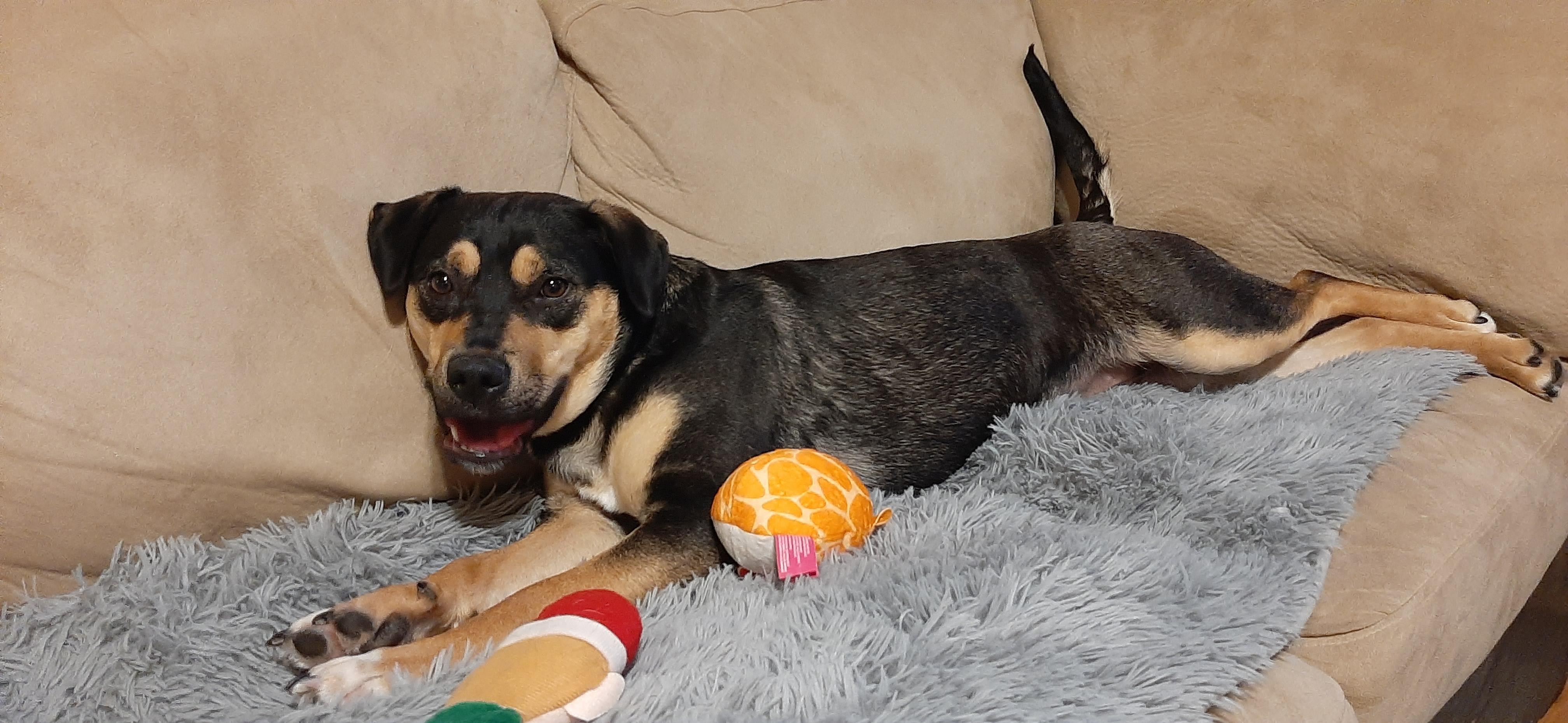 Enlarge Freckles, an adoptable Mixed Breed in Saskatoon, SK image 2/6
