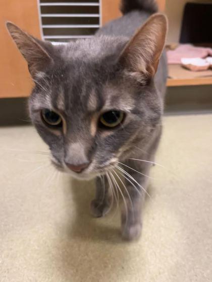 Sophie, Adoptable, Adult Female Domestic Short Hair & Domestic Short Hair.