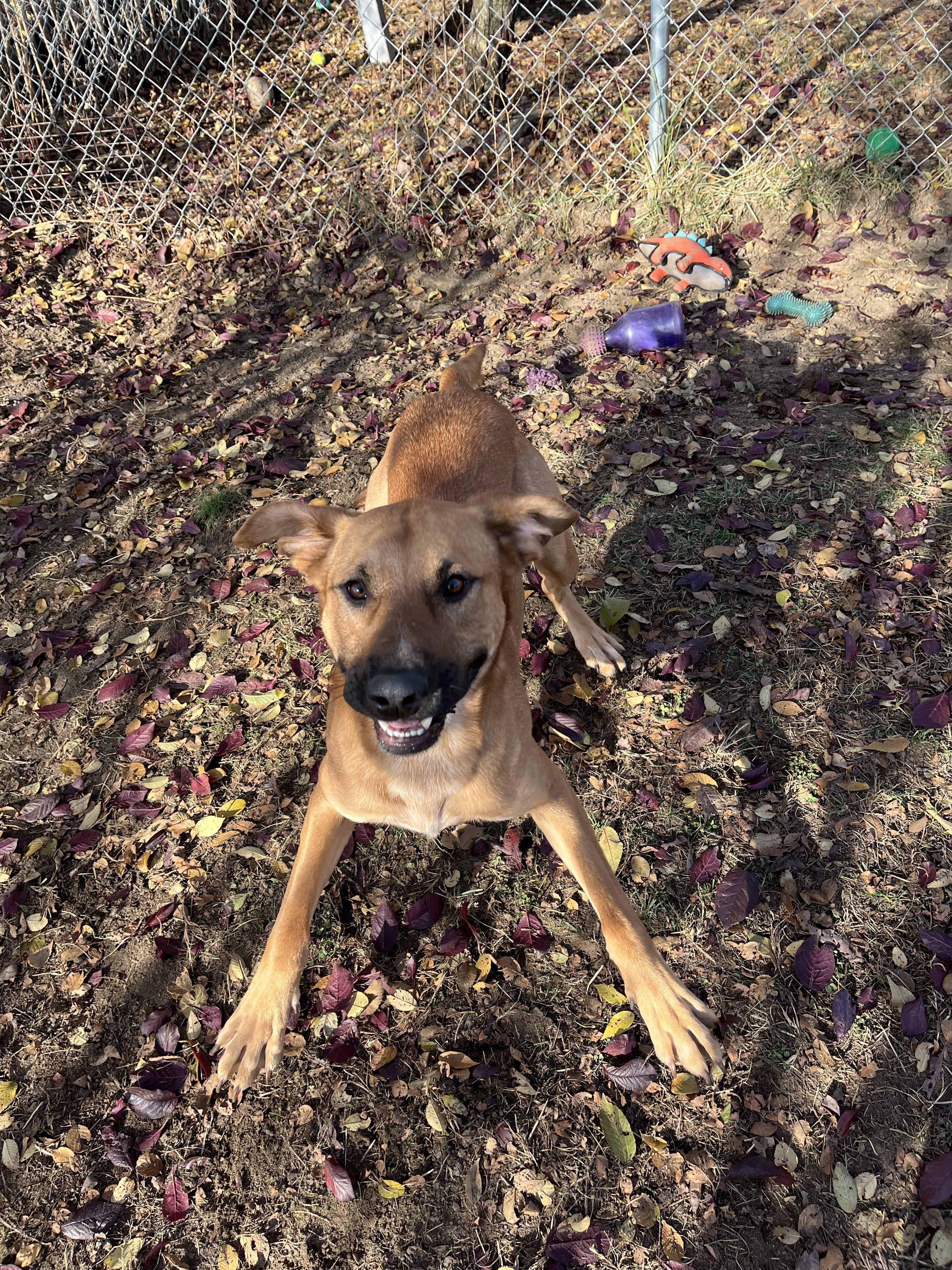 Nuka, an adopted Mixed Breed in Mishawaka, IN image 3/6