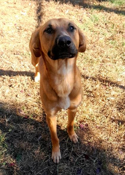 Nuka, an adopted Mixed Breed in Mishawaka, IN image 4/6