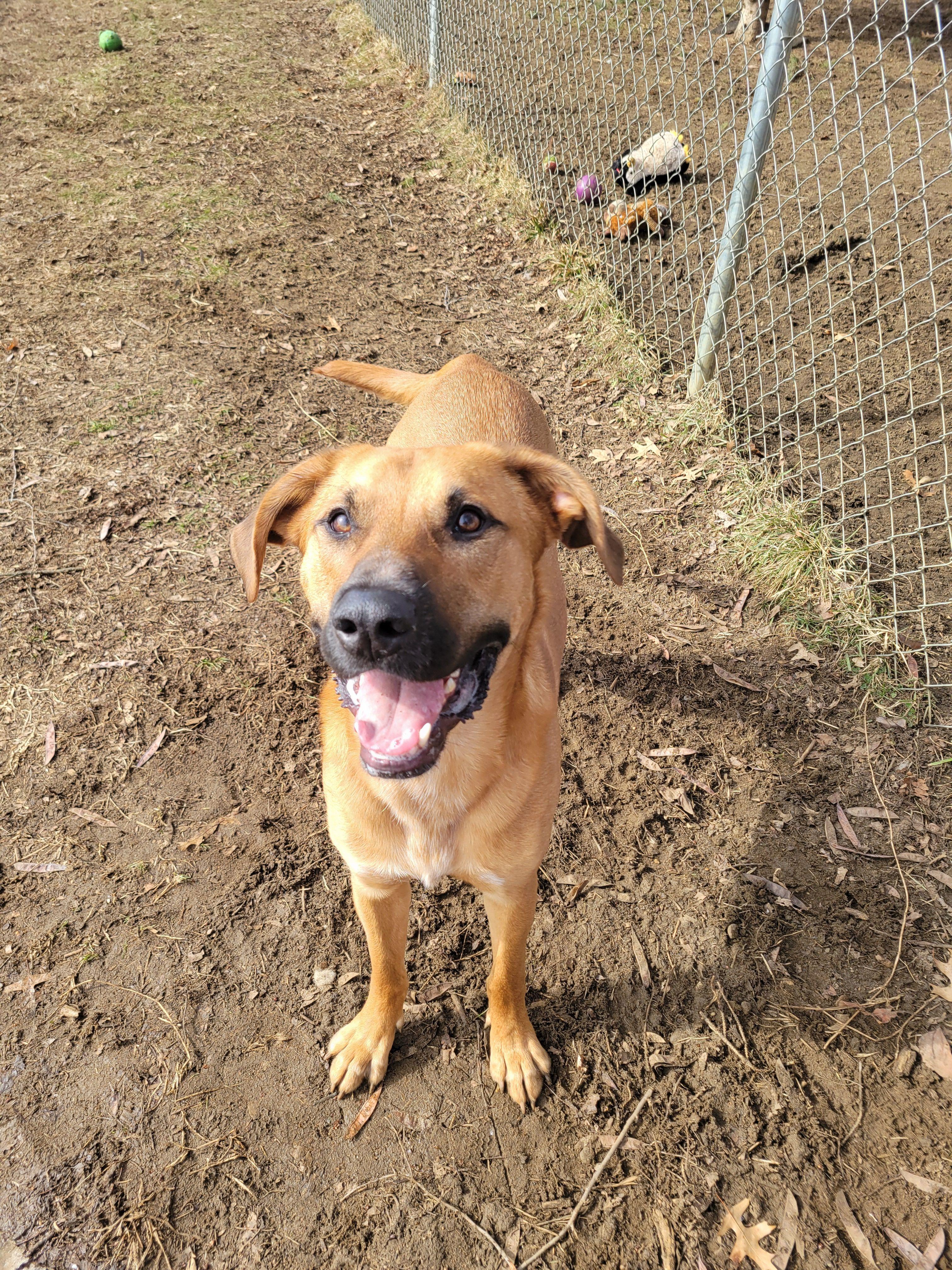 Nuka, an adopted Mixed Breed in Mishawaka, IN image 1/6