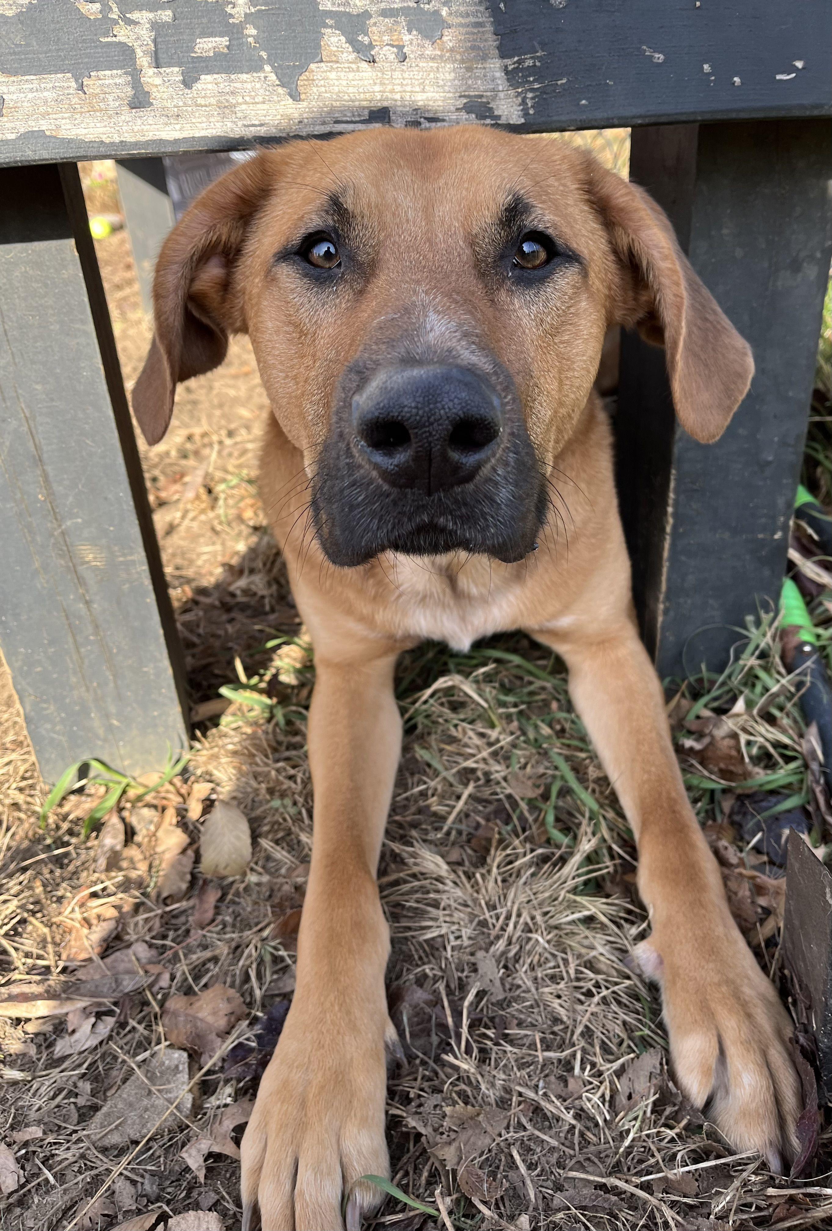Nuka, an adopted Mixed Breed in Mishawaka, IN image 5/6