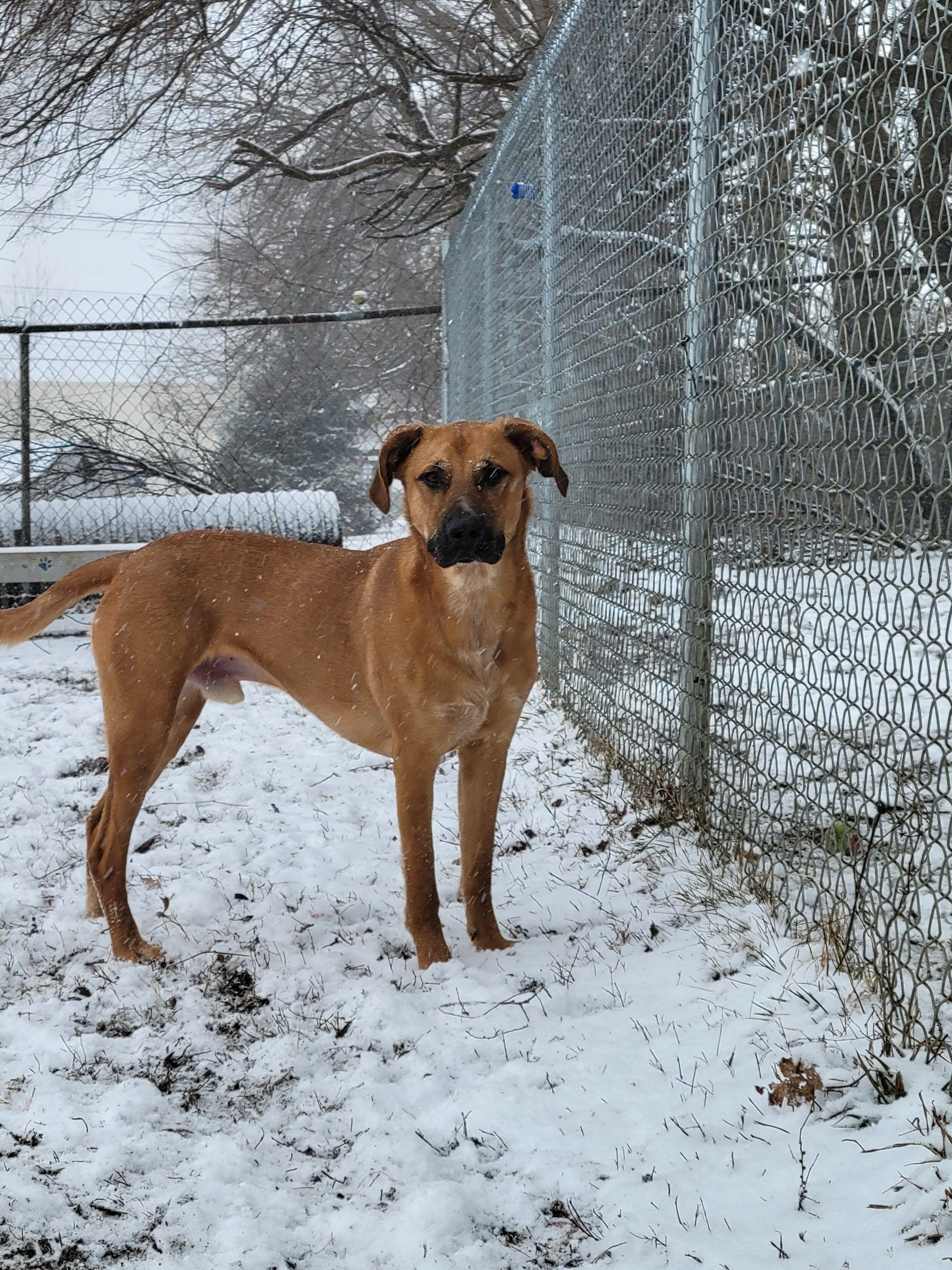 Nuka, an adopted Mixed Breed in Mishawaka, IN image 2/6