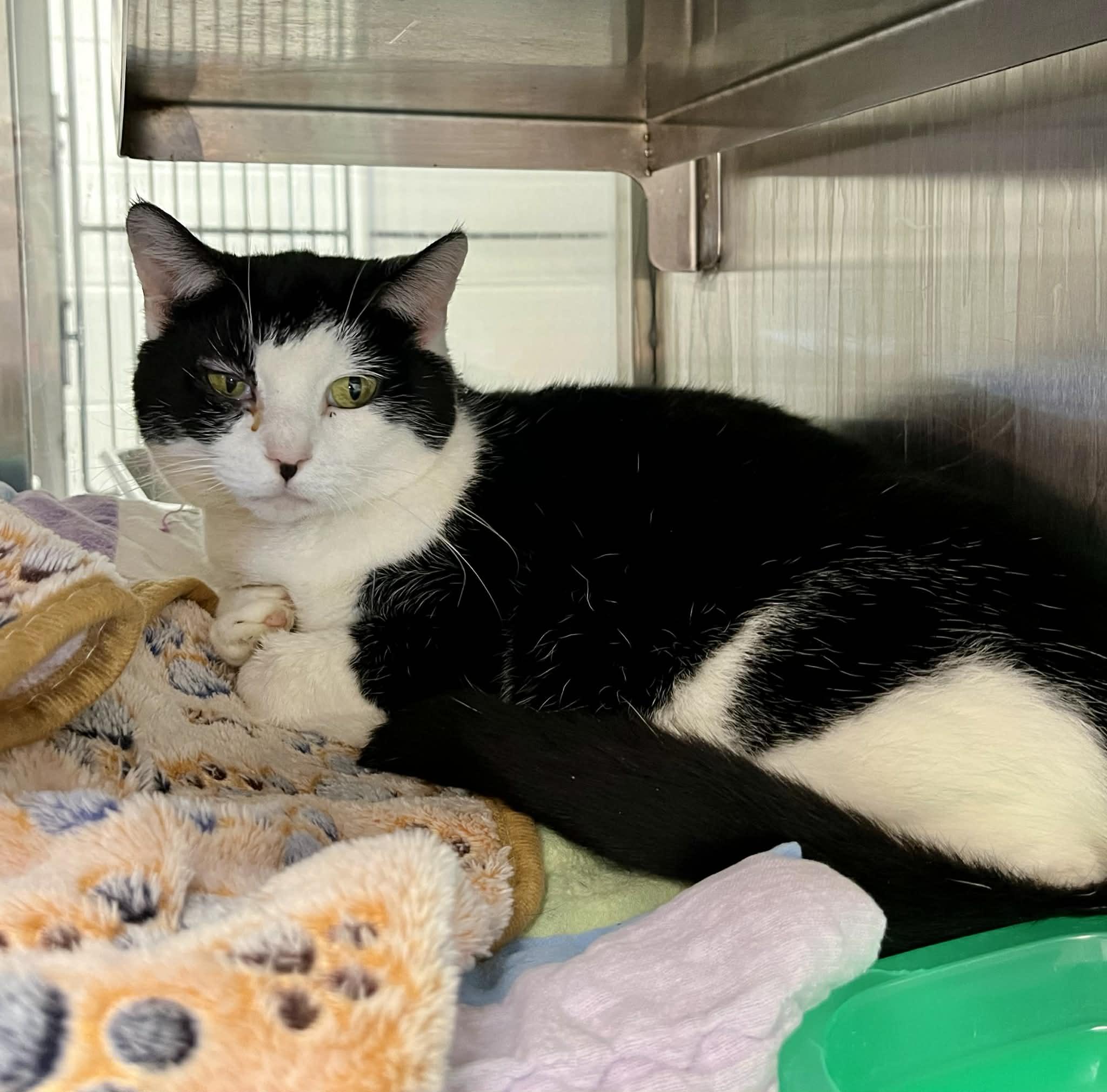 Mary, Adoptable, Adult Female Domestic Short Hair.