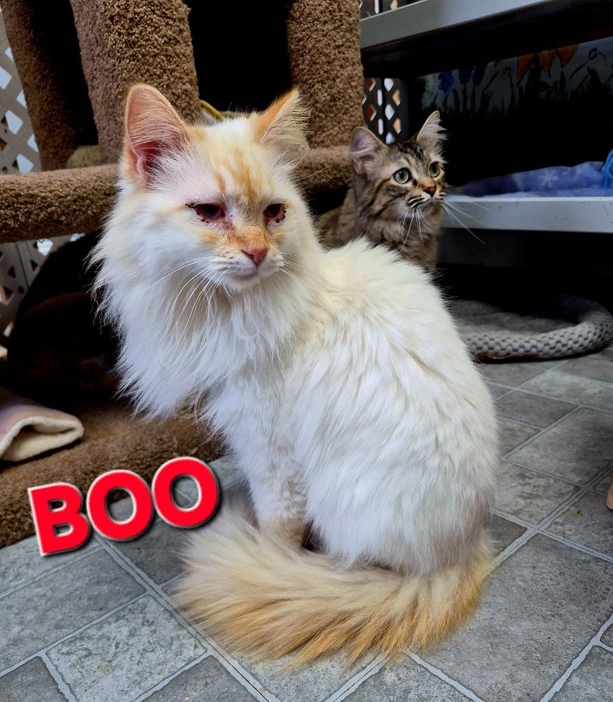 Enlarge Boo, a Adoptable mixed breed in Rome, GA image 1/1