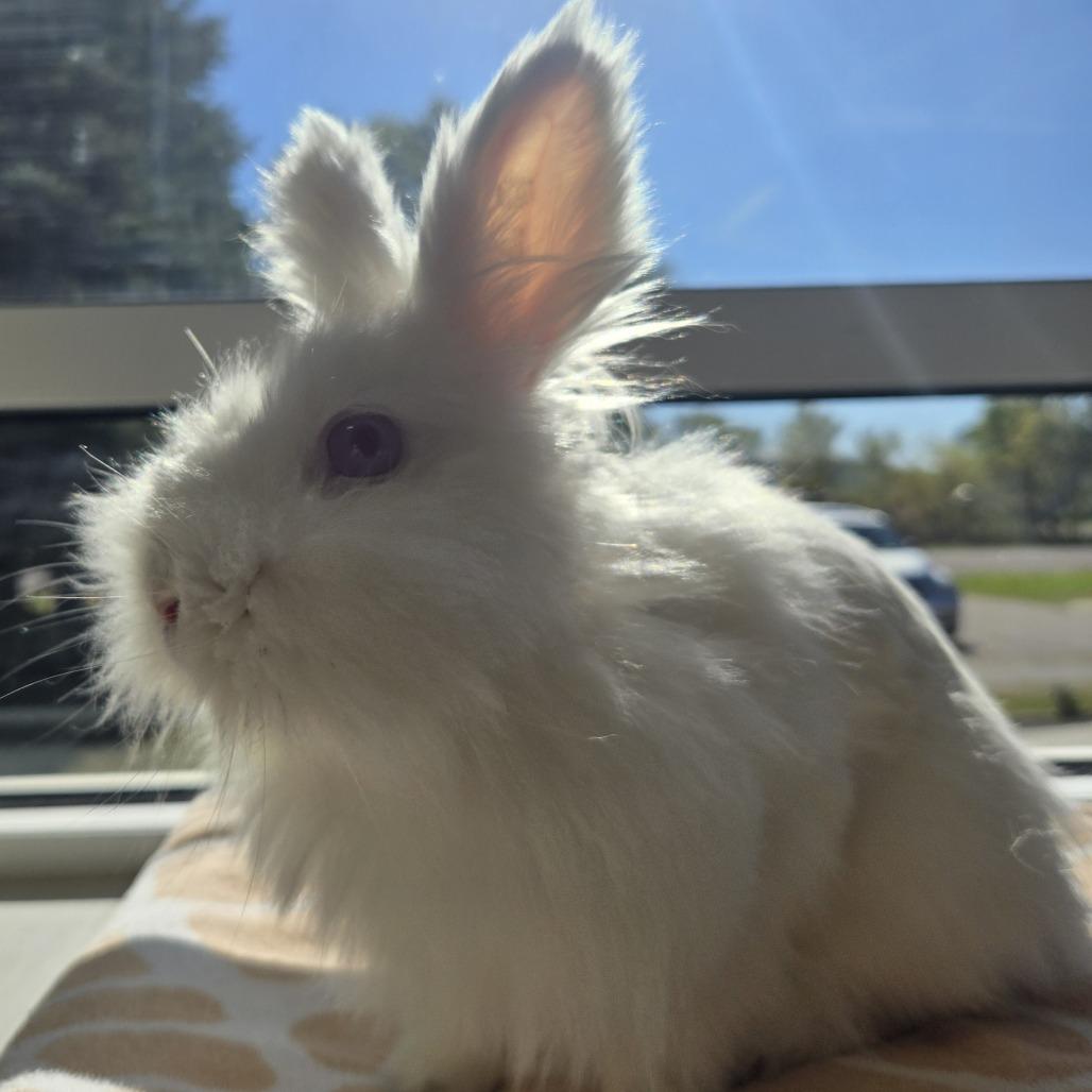 Enlarge STRAY RABBIT "Dr. Colosso", a Adoptable Lionhead in Saint Cloud, MN image 1/6
