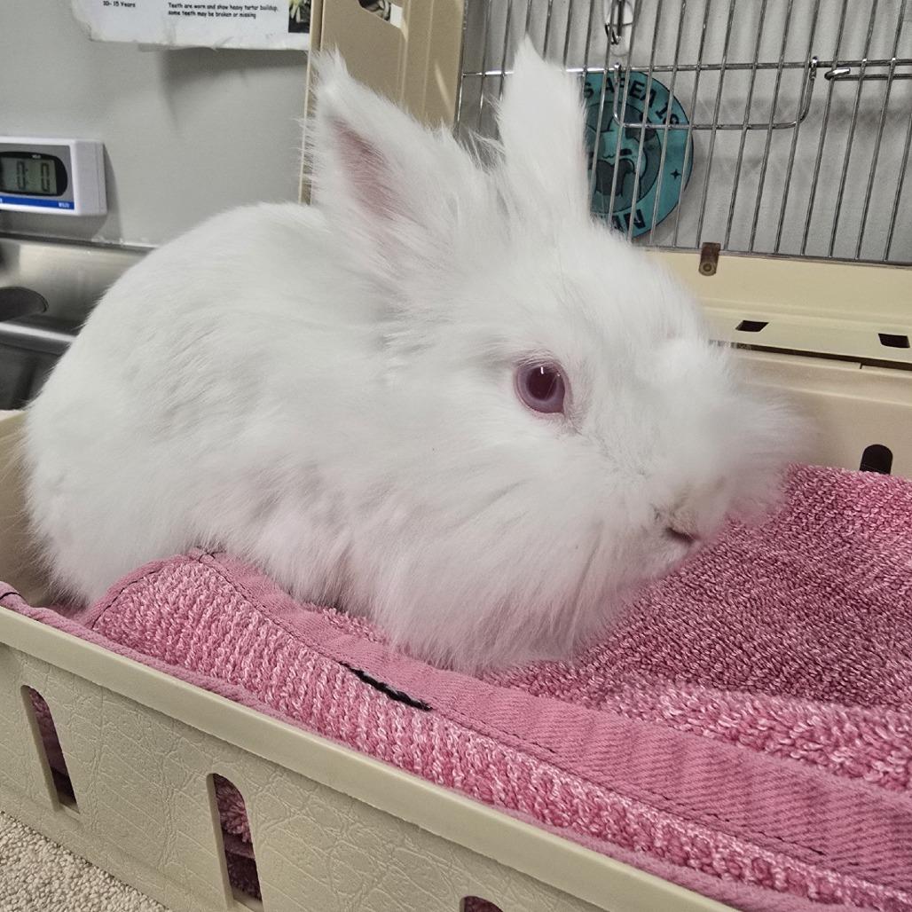 Enlarge STRAY RABBIT "Dr. Colosso", a Adoptable Lionhead in Saint Cloud, MN image 2/6