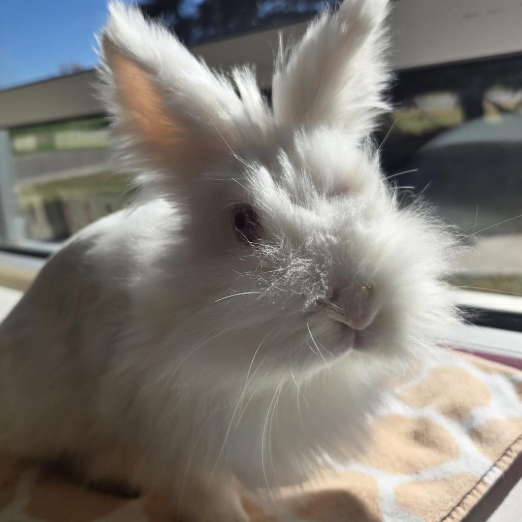 Enlarge STRAY RABBIT "Dr. Colosso", a Adoptable Lionhead in Saint Cloud, MN image 3/6