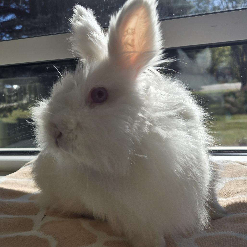 Enlarge STRAY RABBIT "Dr. Colosso", a Adoptable Lionhead in Saint Cloud, MN image 4/6