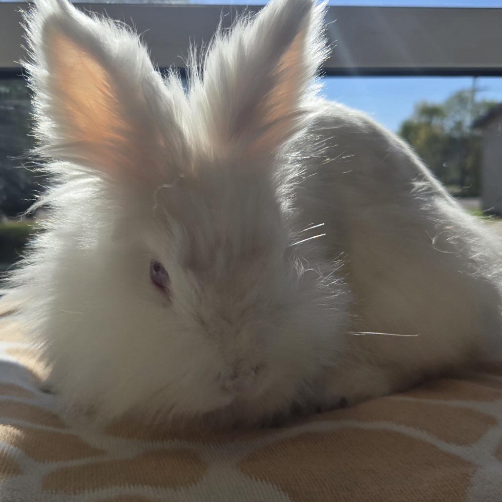Enlarge STRAY RABBIT "Dr. Colosso", a Adoptable Lionhead in Saint Cloud, MN image 5/6