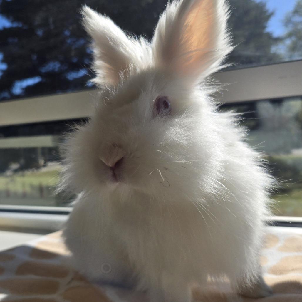 Enlarge STRAY RABBIT "Dr. Colosso", a Adoptable Lionhead in Saint Cloud, MN image 6/6