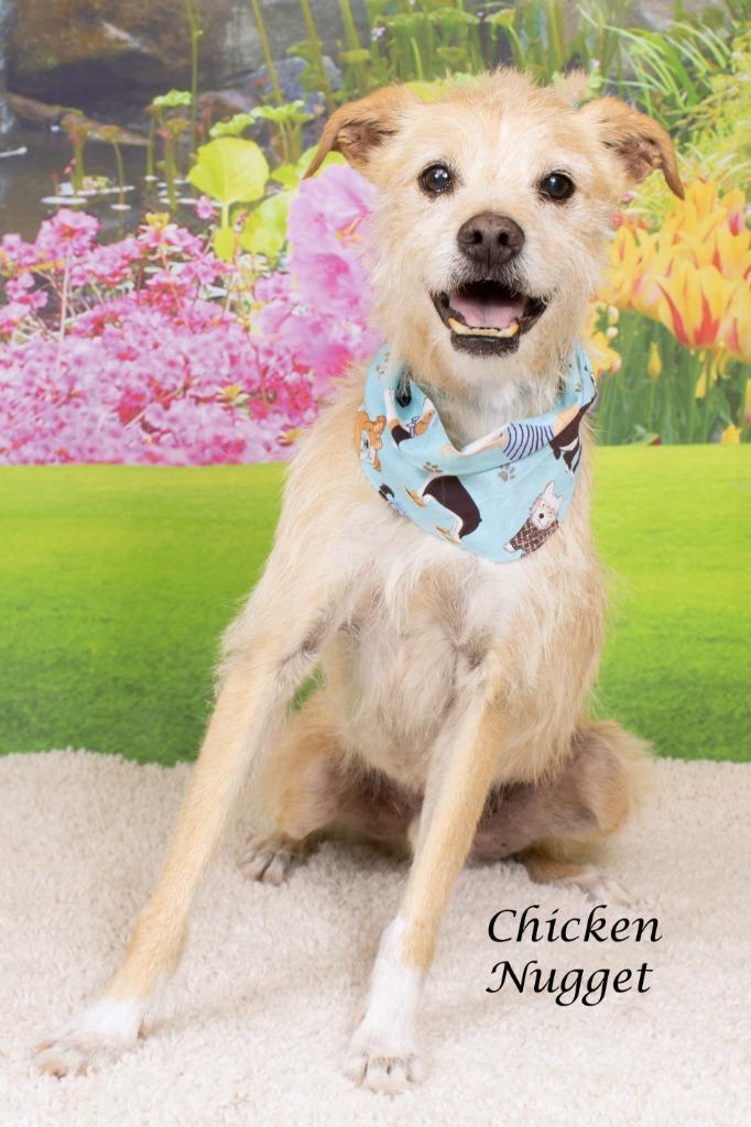 Chicken Nugget, Adoptable, Adult Male Cairn Terrier & Shepherd.