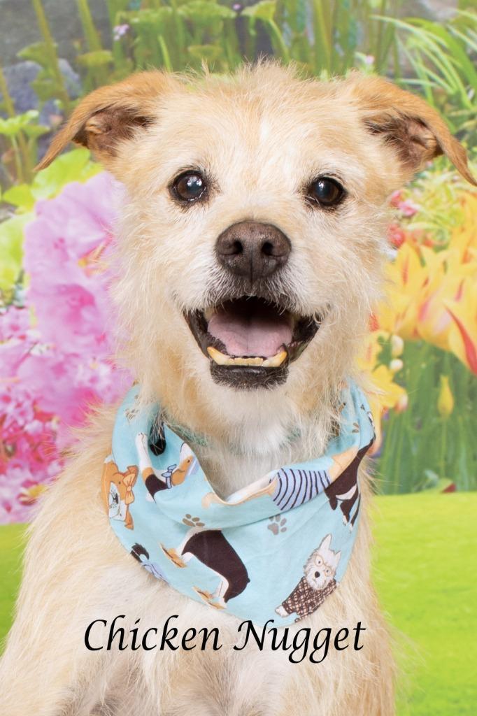 Enlarge Chicken Nugget, a Adoptable mixed breed in Gilbert, AZ image 2/2