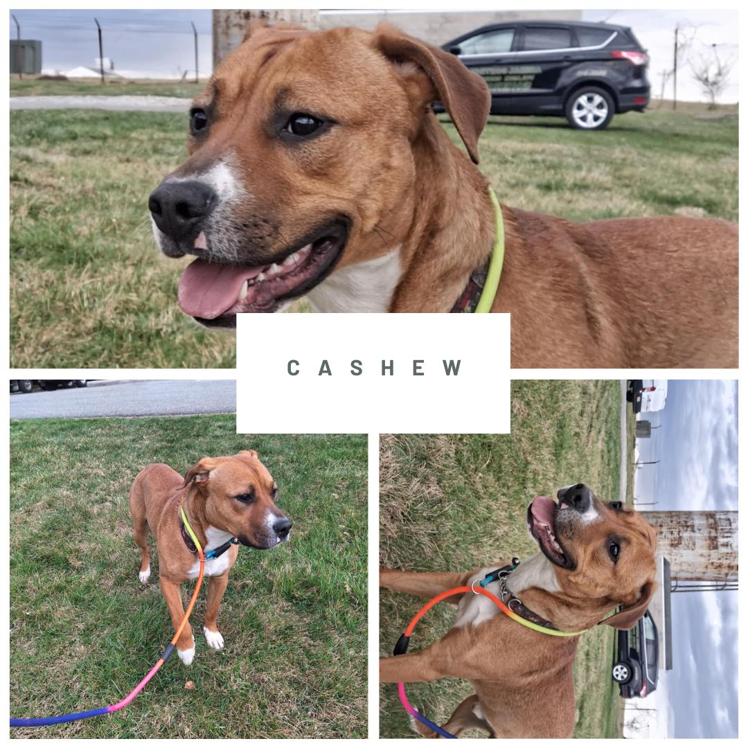 Cashew, Adoptable, Adult Male Mixed Breed.