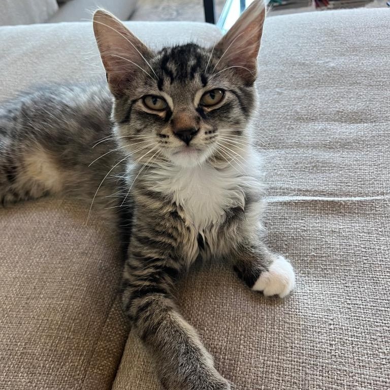 Jack, Adoptable, Kitten Male Domestic Medium Hair.