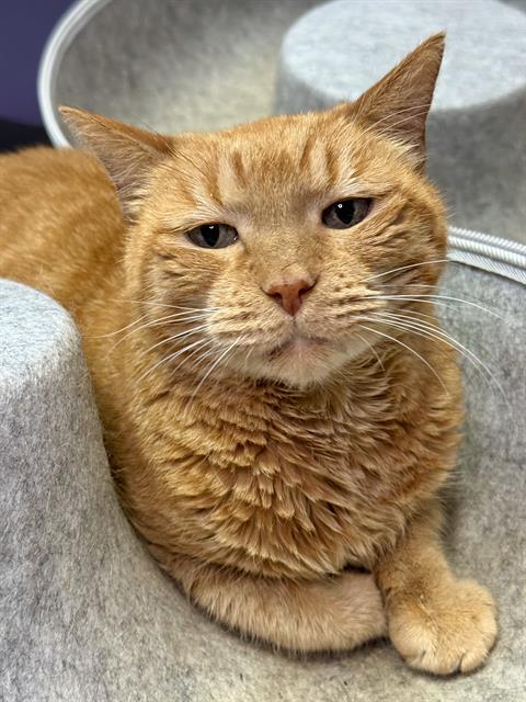 Enlarge LORD CRUMB BANDIT, a Adoptable Domestic Short Hair in Fort Walton Beach, FL image 1/1