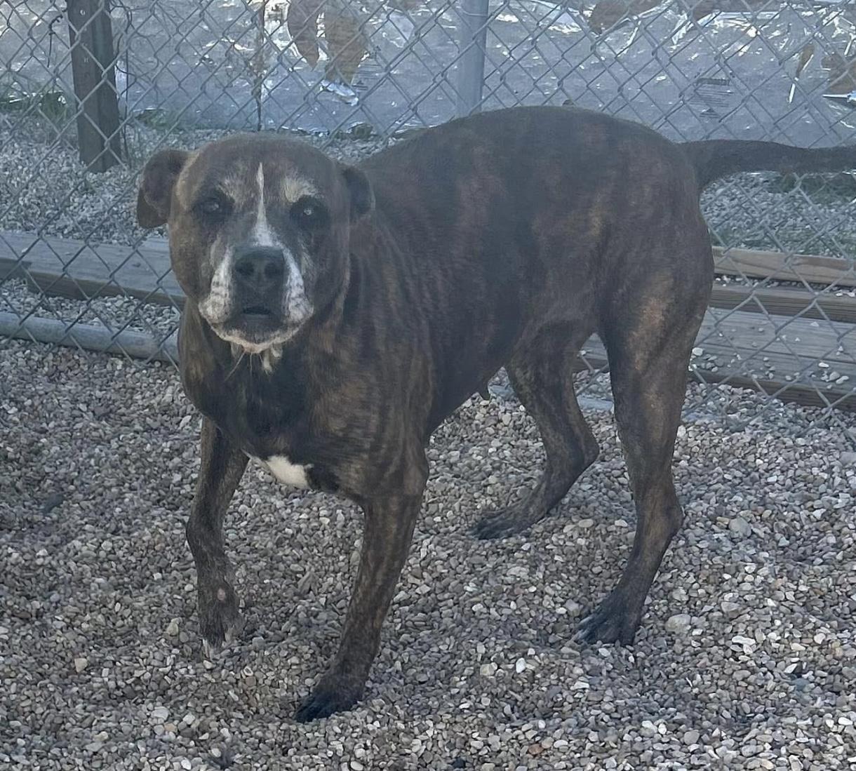 Ebony, a Adoptable Mixed Breed in Rayne, LA image 2/2