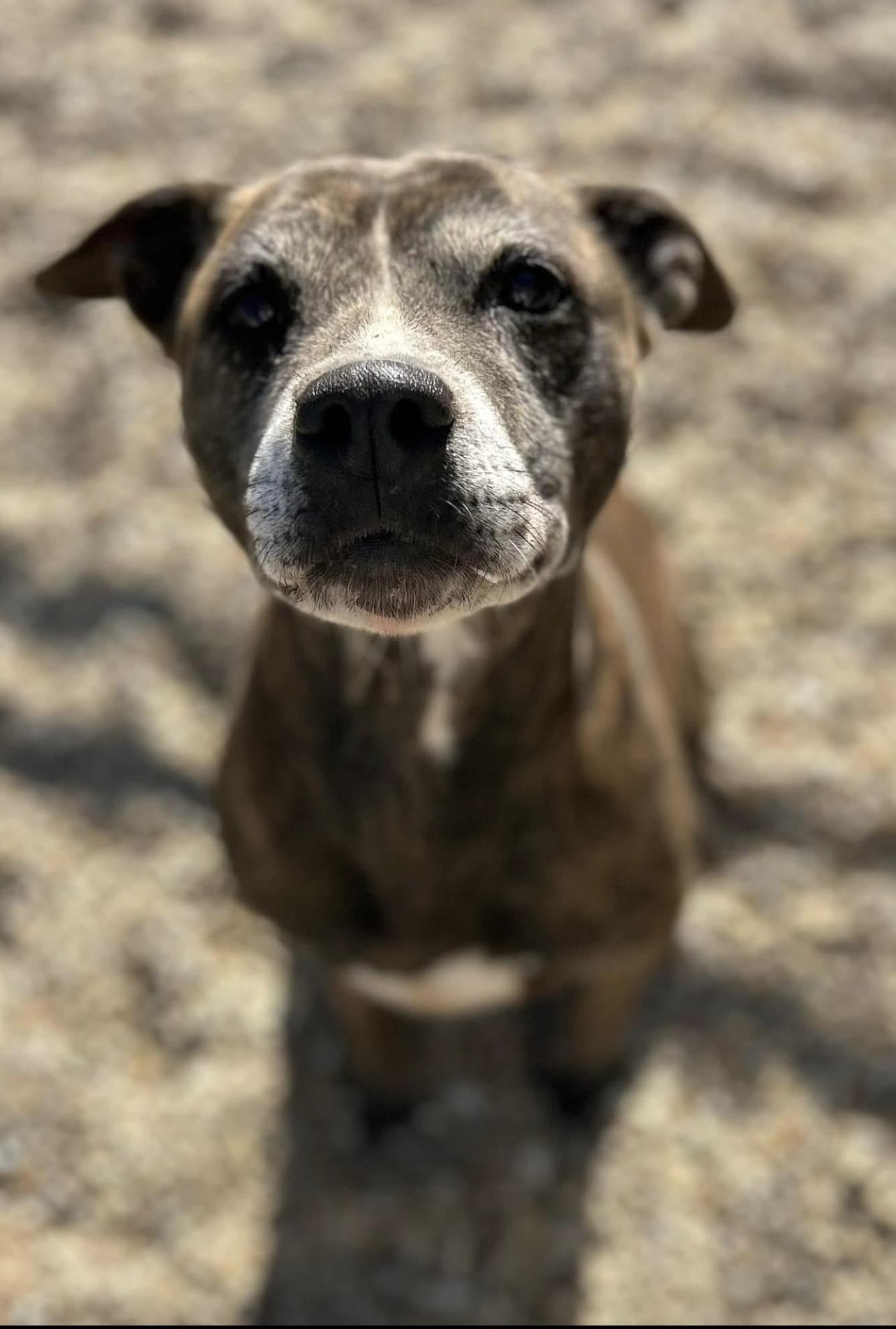 Ebony, Adoptable, Senior Female Mixed Breed.