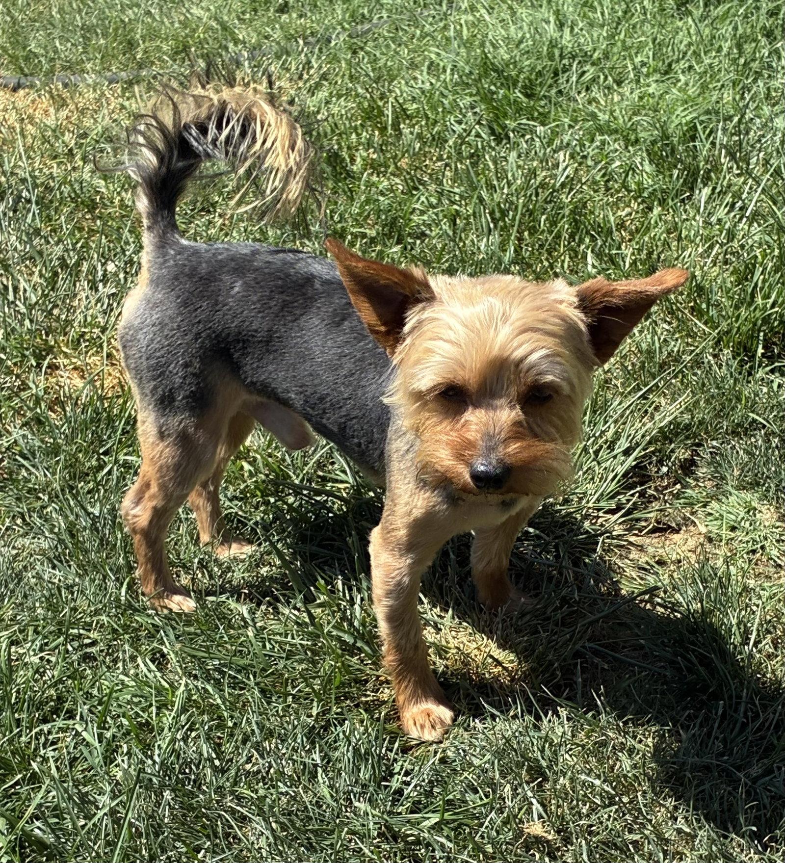Enlarge Spike, a Adoptable Yorkshire Terrier in Hesperia, CA image 1/3