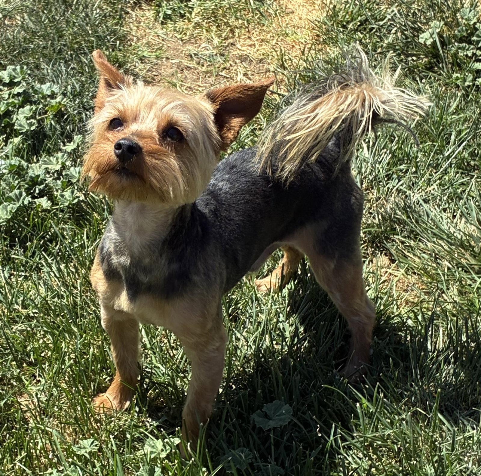 Enlarge Spike, a Adoptable Yorkshire Terrier in Hesperia, CA image 2/3
