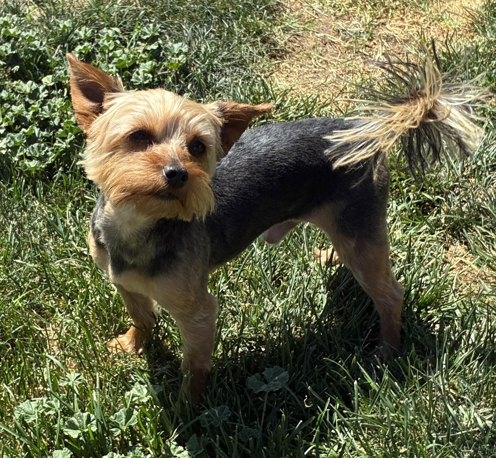Enlarge Spike, a Adoptable Yorkshire Terrier in Hesperia, CA image 3/3