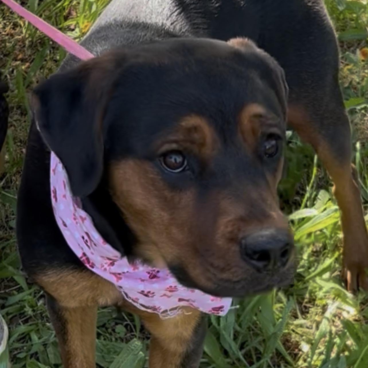 MayMay, adopted, Young Female Rottweiler.