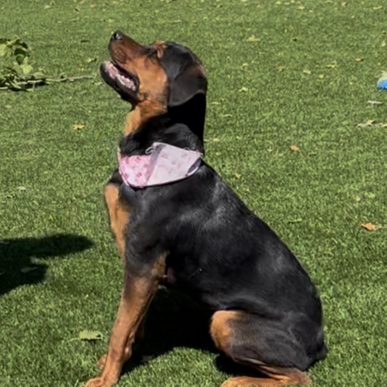 Enlarge MayMay, an adopted mixed breed in Woodland, CA image 3/3