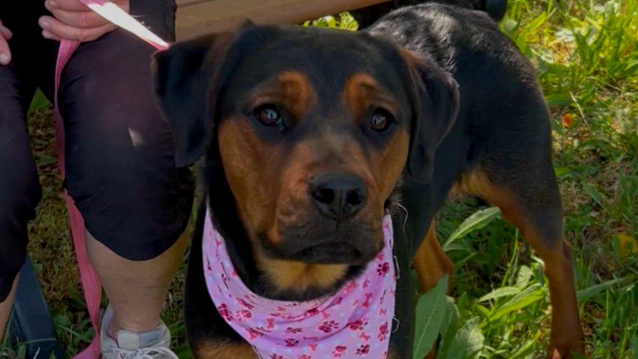 Enlarge MayMay, an adopted mixed breed in Woodland, CA video 1/3