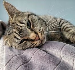 Enlarge Raven, Sly, & Sage, a Adoptable American Shorthair in Rochester, NY image 1/6