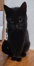 Enlarge Raven, Sly, & Sage, a Adoptable American Shorthair in Rochester, NY image 2/6