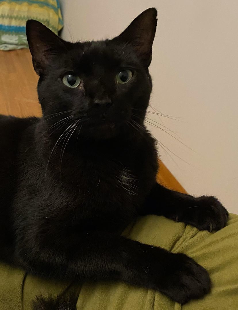 Enlarge Raven, Sly, & Sage, a Adoptable American Shorthair in Rochester, NY image 3/6