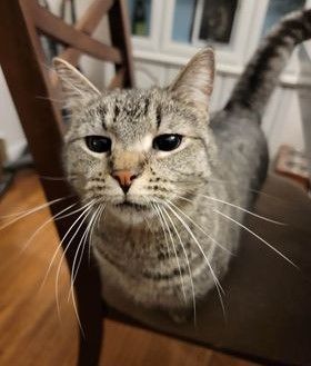 Enlarge Raven, Sly, & Sage, a Adoptable American Shorthair in Rochester, NY image 4/6