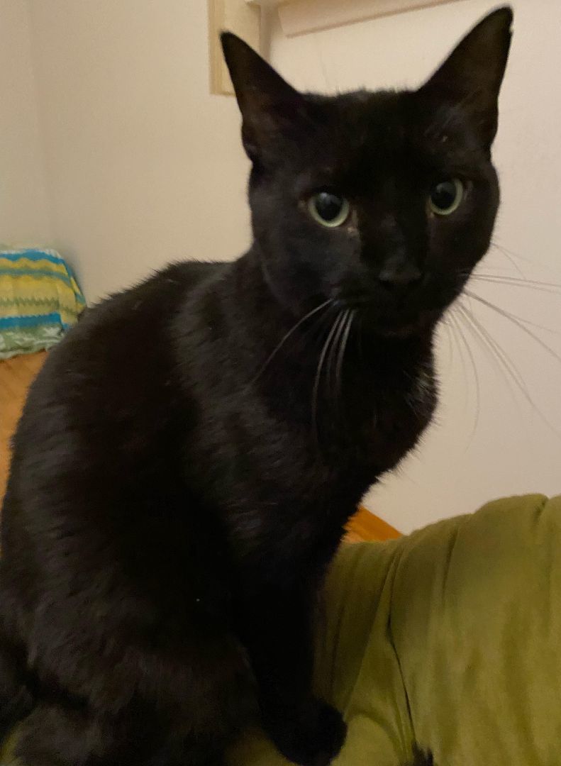 Enlarge Raven, Sly, & Sage, a Adoptable American Shorthair in Rochester, NY image 5/6