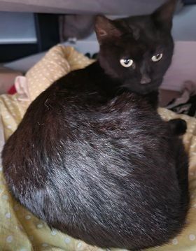 Enlarge Raven, Sly, & Sage, a Adoptable American Shorthair in Rochester, NY image 6/6