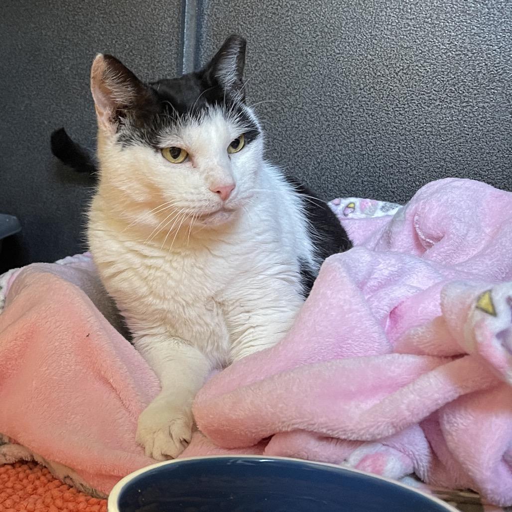 Ella, Adoptable, Senior Female Domestic Short Hair.