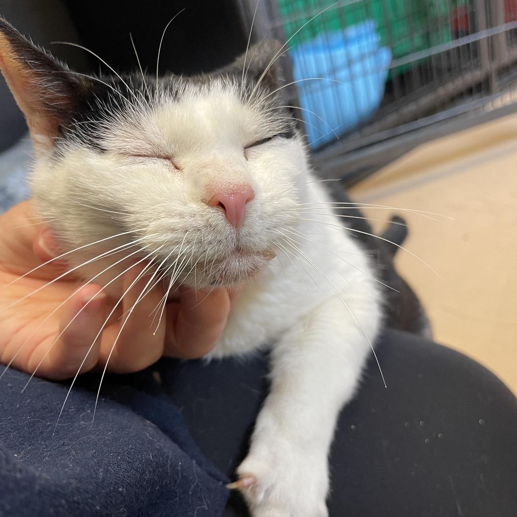 Ella, a Adoptable Domestic Short Hair in Walden, NY image 2/3