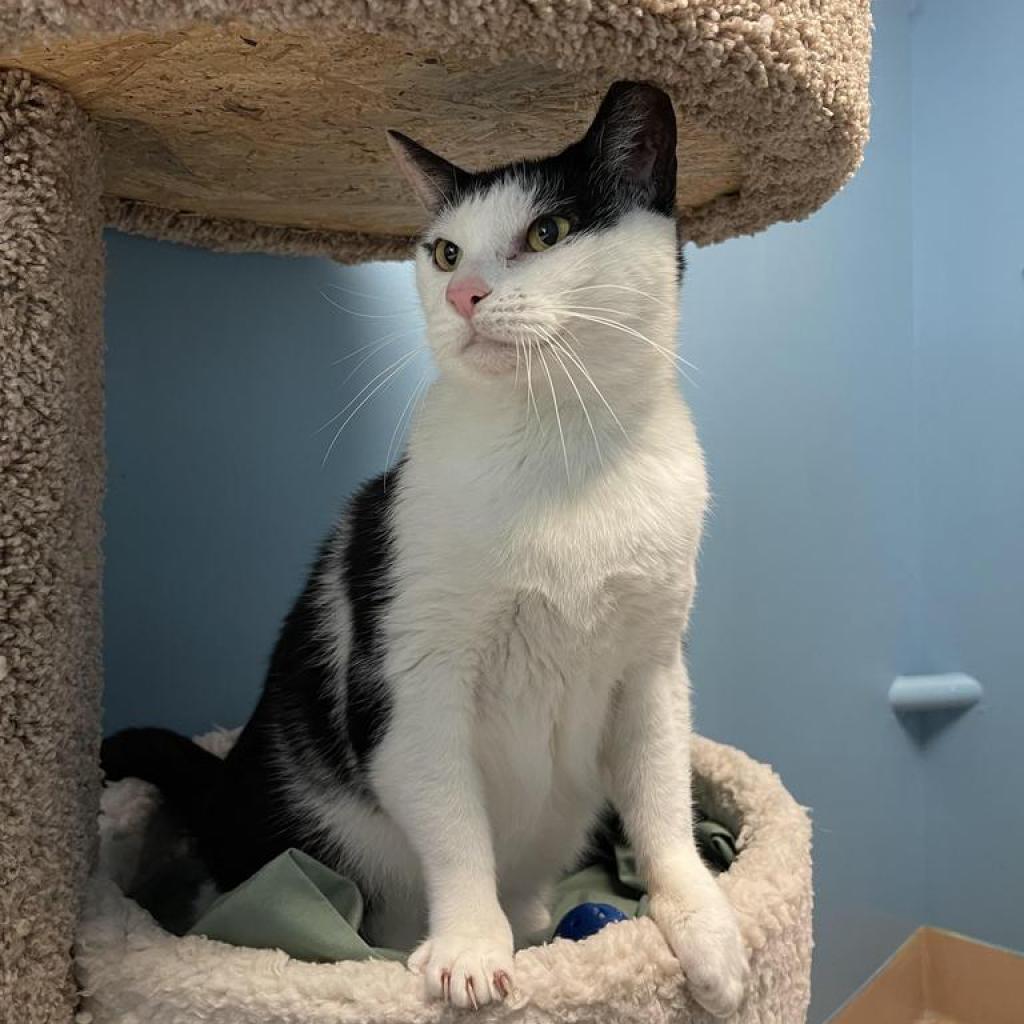 Ella, a Adoptable Domestic Short Hair in Walden, NY image 3/3