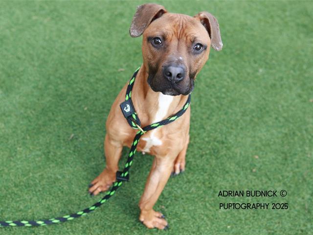 CHOZEN, Adoptable, Young Male Mixed Breed.