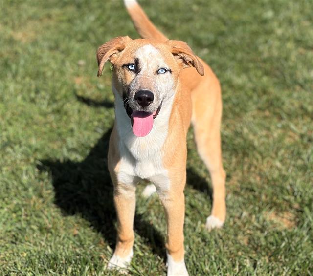 FAITH, Adoptable, Young Female Australian Cattle Dog / Blue Heeler & Siberian Husky.