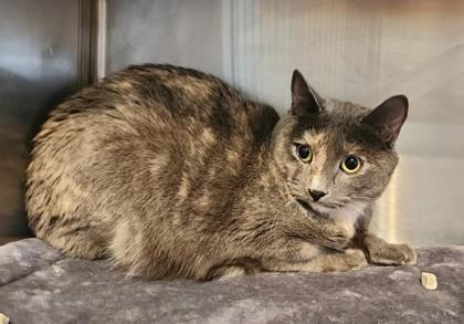 Enlarge Cocoa, a ADOPTABLE mixed breed in Fairfield, IA image 1/1
