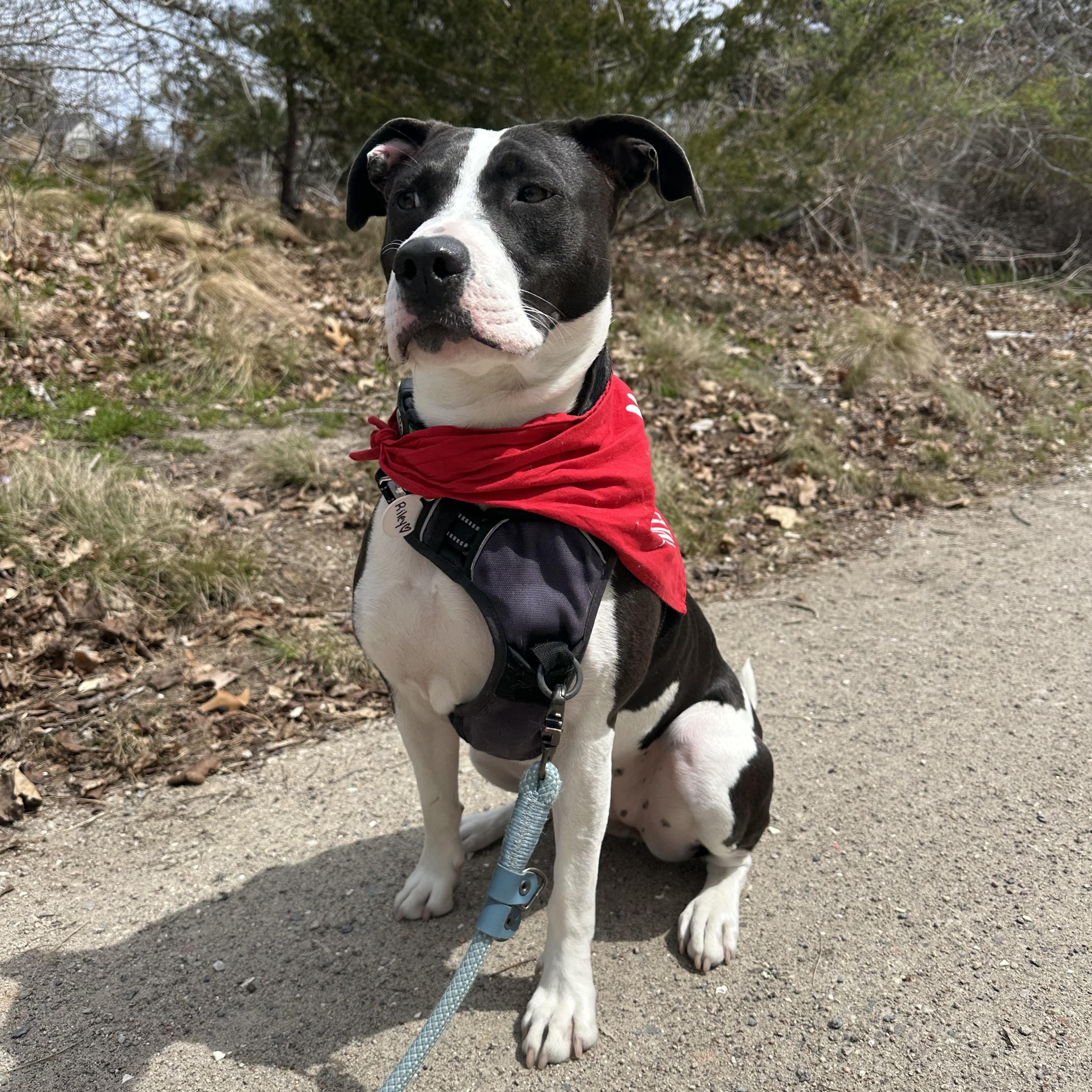 Posie, a Adoptable mixed breed in Cumberland, RI image 3/5