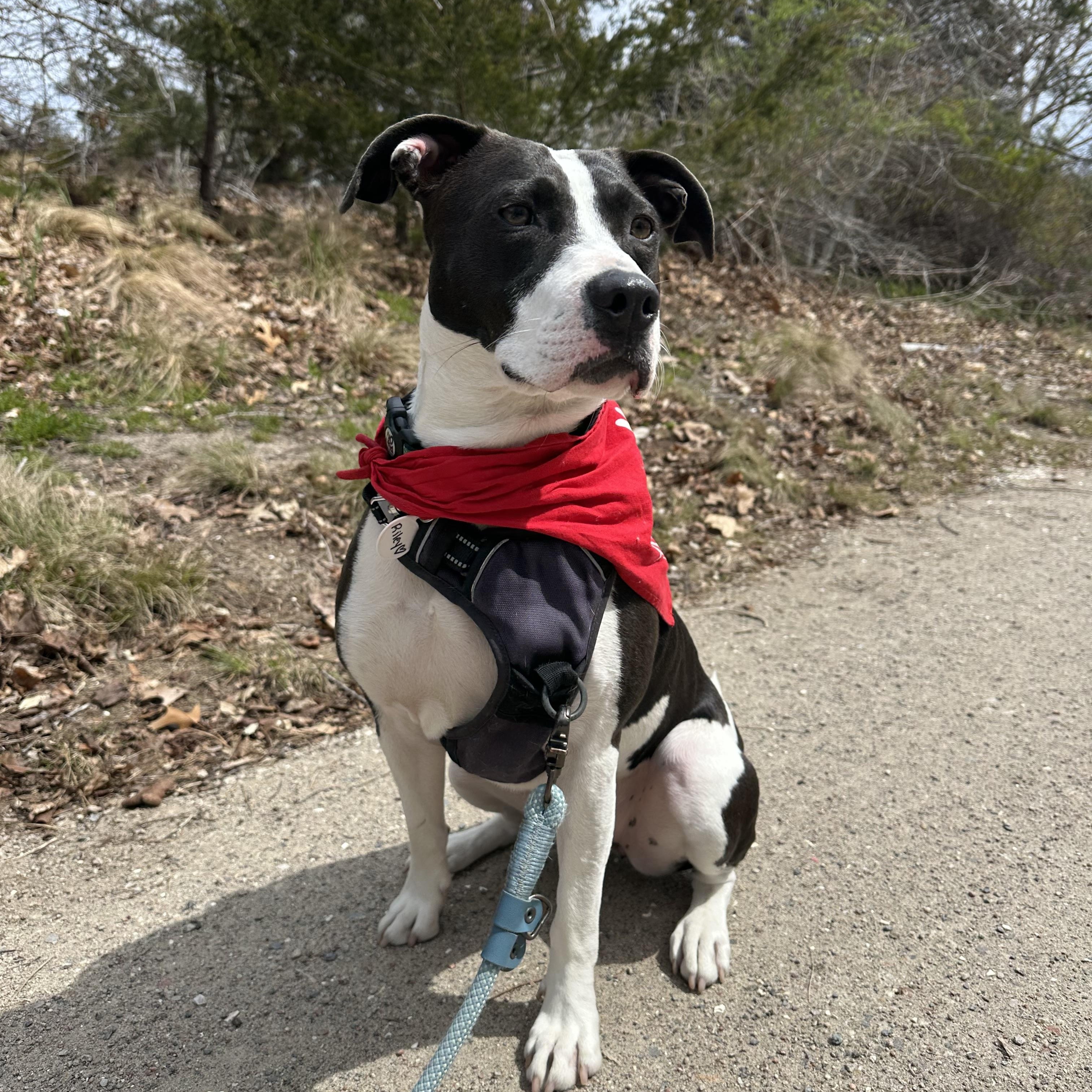 Posie, a Adoptable mixed breed in Cumberland, RI image 2/5