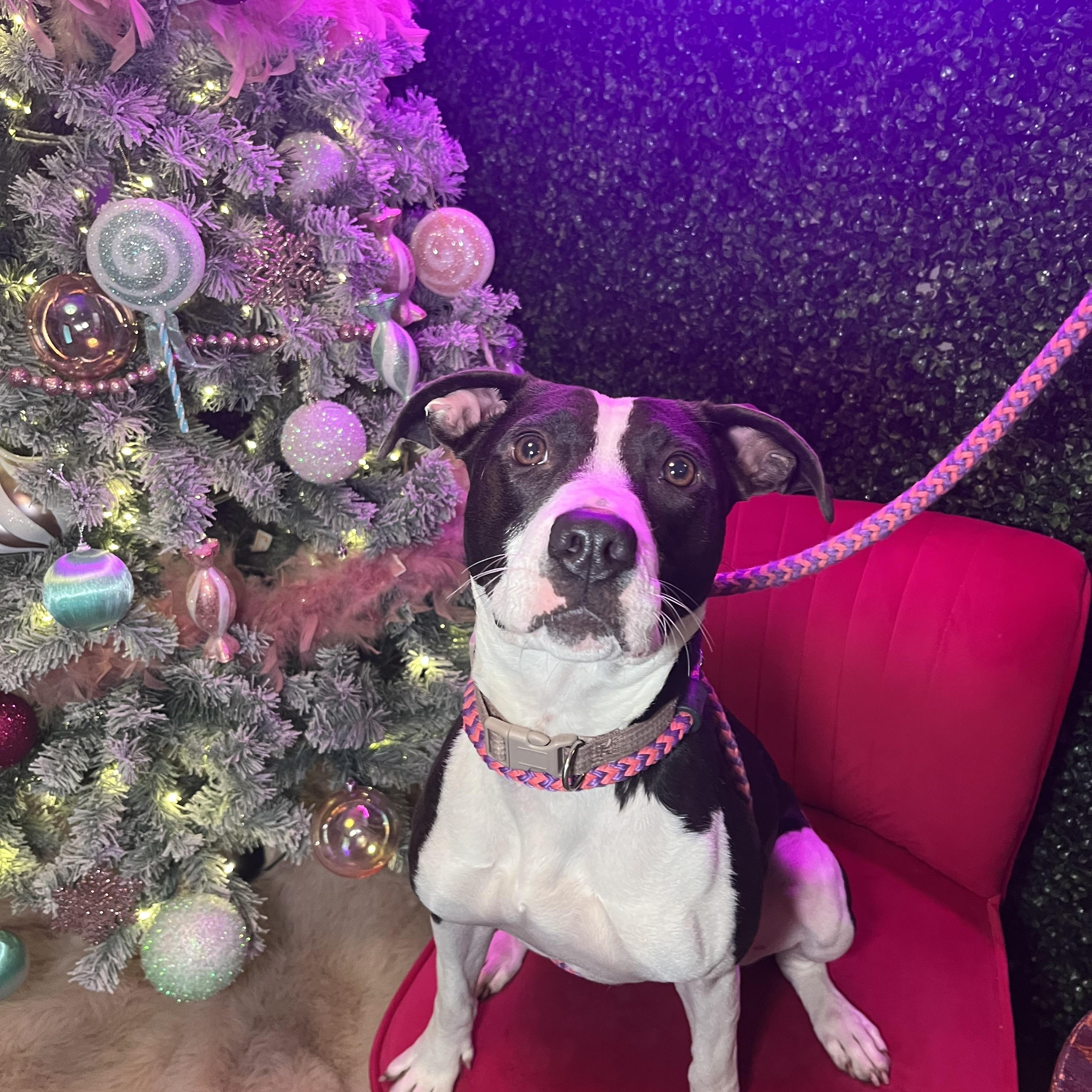 Enlarge Riley, a Adoptable mixed breed in Cumberland, RI image 3/4