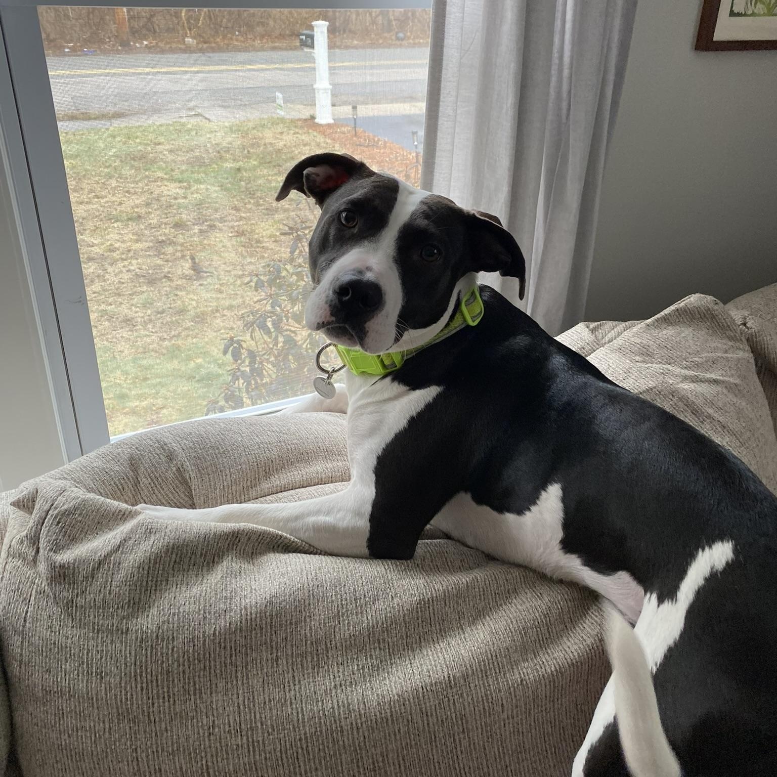 Posie, a Adoptable mixed breed in Cumberland, RI image 5/6