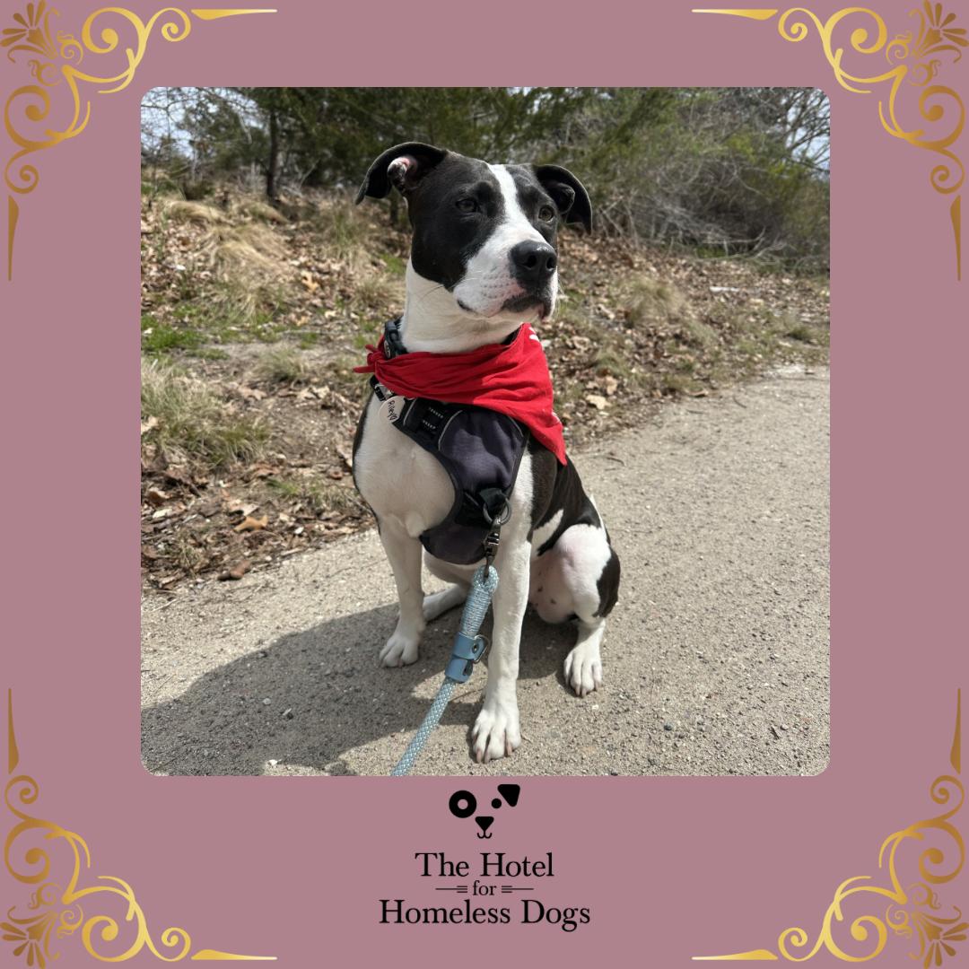 Posie, Adoptable, Adult Female American Staffordshire Terrier & Labrador Retriever.