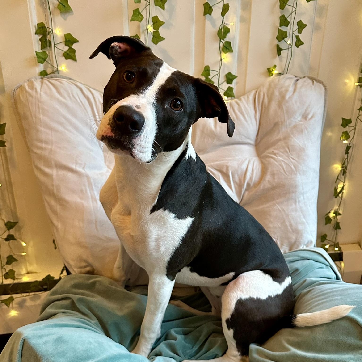 Posie, a Adoptable mixed breed in Cumberland, RI image 4/6