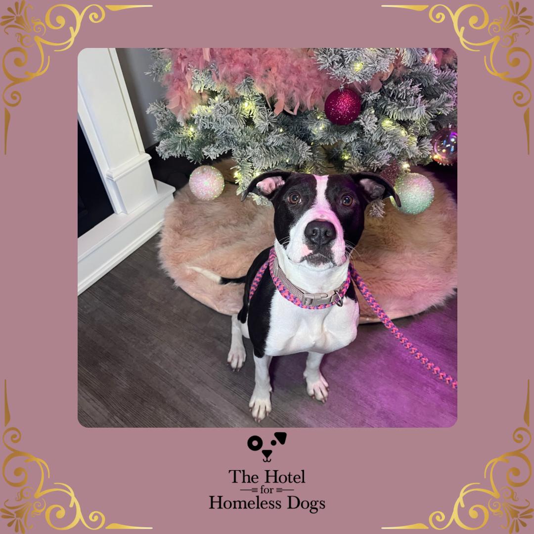 Riley, Adoptable, Adult Female American Staffordshire Terrier & Labrador Retriever.