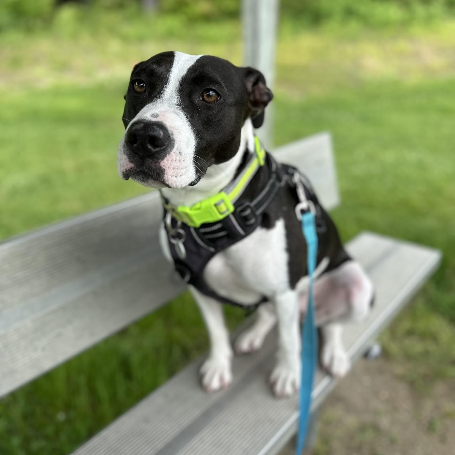 Posie, a Adoptable mixed breed in Cumberland, RI image 3/6